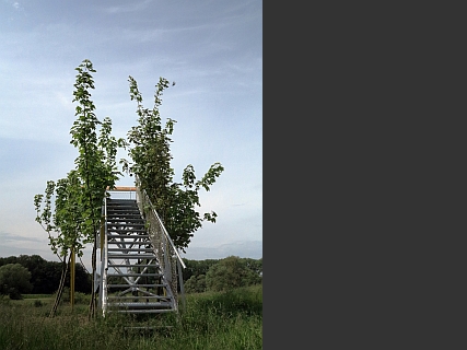 Baubotanische Projekte Olfen